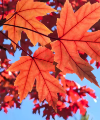 华为Mate 70：一部重新定义极致体验的手机！